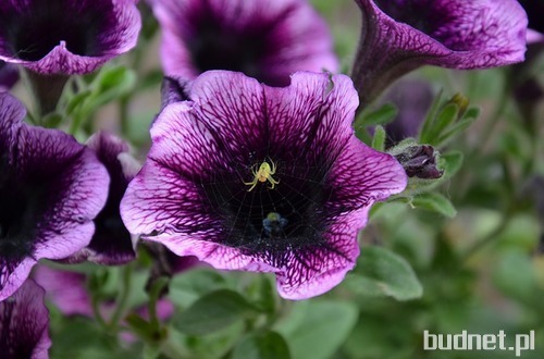 Petunia ogrodowa